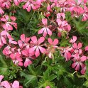 Pelargonium peltatum 'Desrumeaux rose'
